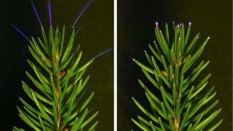 tips of branches glowing