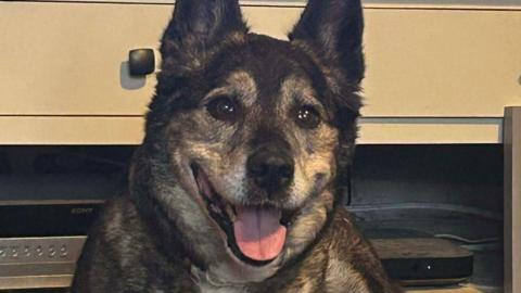 The picture shows a dog lying on a dark carpeted floor in front of a light-coloured TV stand or cabinet. The dog has a short, brindle coat with a mix of dark brown and lighter tones, and a white chest. Its ears are upright and pointed, and its mouth is open with the tongue visible.