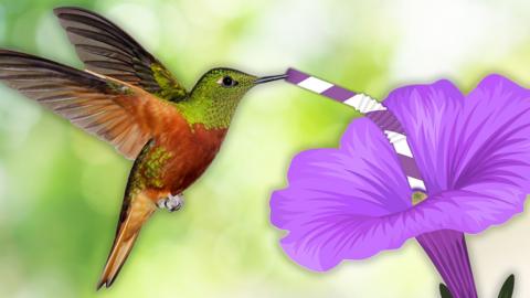 Hummingbird mid-flight on a green background drinking out of a cartoon flower using a cartoon straw 