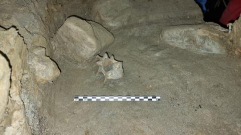 photo of a vertebra of a polar bear excavated from the sediments at the Arne Qvamgrotta cave in Norway.