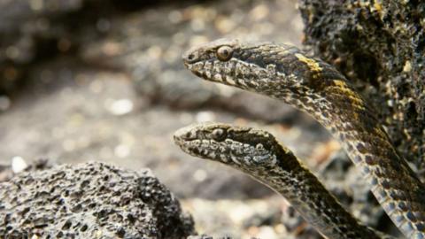 Two snakes peer from a rocky landscape.