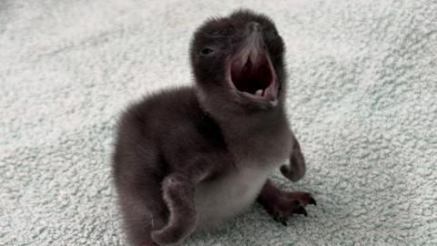 A small fluffy penguin chick with dark brown down and its beak wide open.