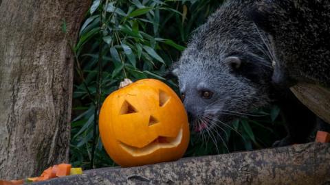 A binturong investigating a carved pumpkin