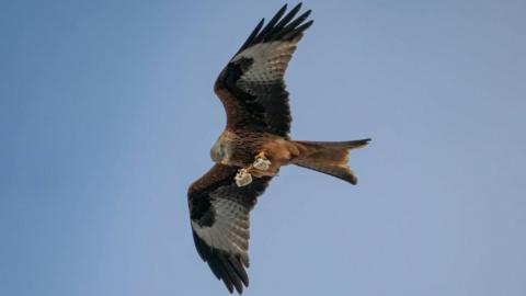 A red kite is pictured soaring through a blue sky from below. It's holding what appears to be a sausage roll in its talons, which is torn into two separate pieces. 