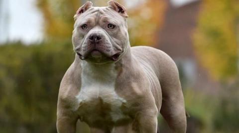 Pale brown dog with white markings - it has a stocky build and looks straight at the camera.