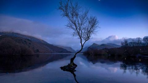 The tree, submerged in water in a nighttime scene