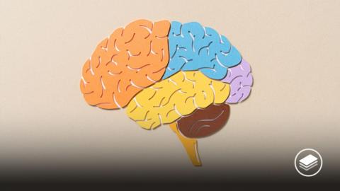 An illustration of a brain, split up into different coloured sections of orange, blue, yellow, purple and brown.