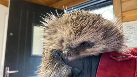 A picture of a brown hedgehog being hold by someone wearing black gloves. It has a small face with a black nose. 