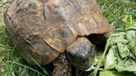 Tortoise