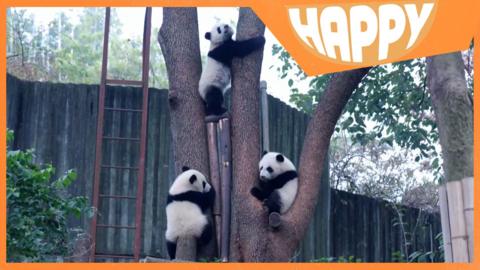 Three pandas and the Happy News logo