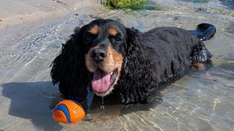 A cocker spaniel sits in a rock pool on a Jersey beach. The dog is black, the sky is blue. There are rocks and seaweed in the background. 