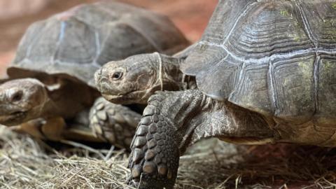 Two sulcata tortoises are standing on a bed of straw.