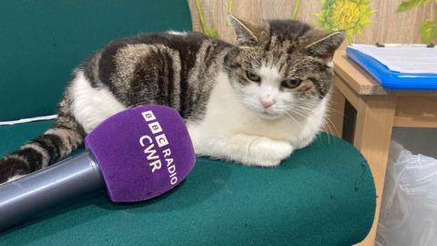 A grey and white striped cat sits on a green chair, staring at a purple 鶹Լ branded microphone