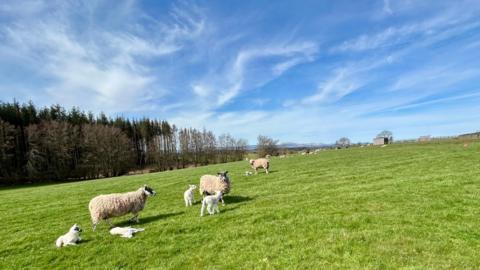Three sheep and a number of lambs in a field with forestry in the background, with clear blue skies