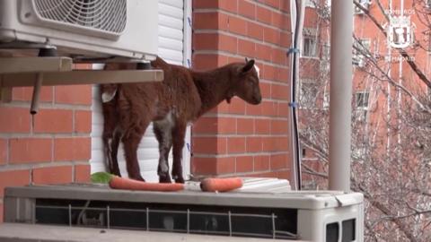 Goat stood on a balcony of an apartment building, with carrots at its feet