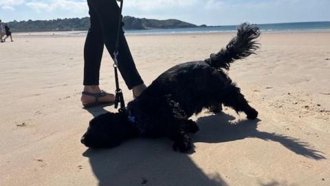 dog on sand 