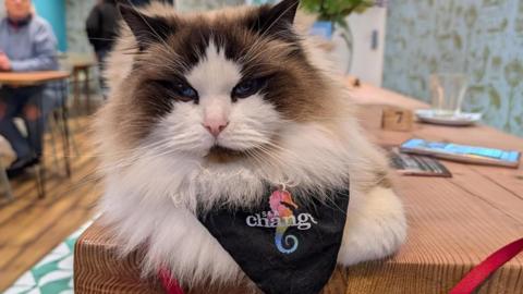 The resident cat at South Shields' Sea Change cafe. The long-haired cat wears a Sea Change bandana and lies on a counter at the cafe