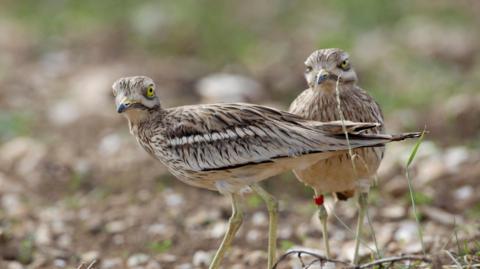 Two stone-curlews are standing on a field. They look towards the camera. One of the birds has small red tags around its legs.