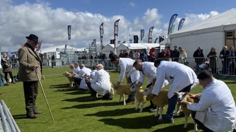 Sheep judging at Balmoral Show