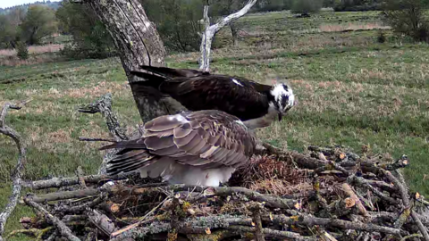Two brown and white ospreys on a nest of twigs with grass in the background.