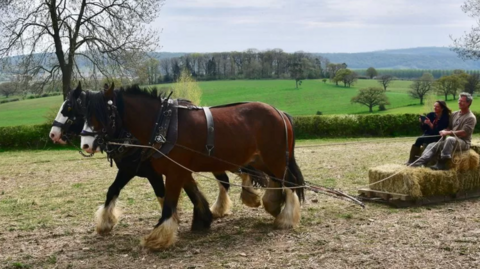 Horses on the farm