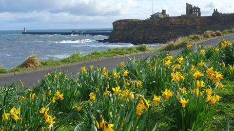 Daffodils on a grass verge with the sea behind, a headland to the left and cloudy white sky