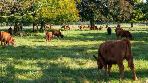 Brown cattle grazing under trees in the Cotswolds