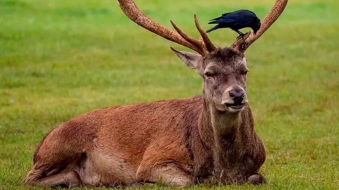 A deer lying down on the grass at Wollaton Hall, with a crow resting on its antlers