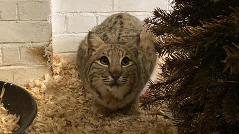 A bobcat crouching down while looking upwards