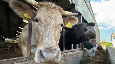 Three cows poking their heads out of a shed. The cow in the foreground is a very light tan colour and is looking at the camera. It has yellow tags in its ears and horns protruding from the side of its head. The cow behind is black and is sticking its head out straight. The third cow is in the background is black and white and has its head down eating silage.
