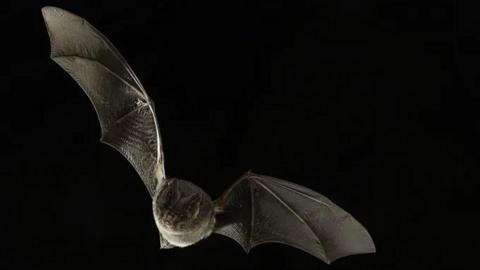 Barbastelle bat