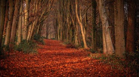 A path covered by deep brown leaves with the bare trunks of trees on either side. There is dappled sunshine on the path.