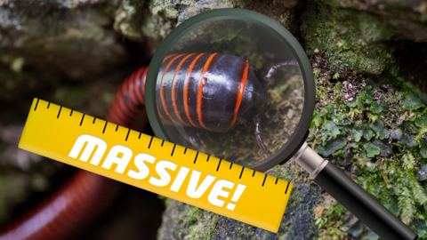 Magnifying glass on millipede