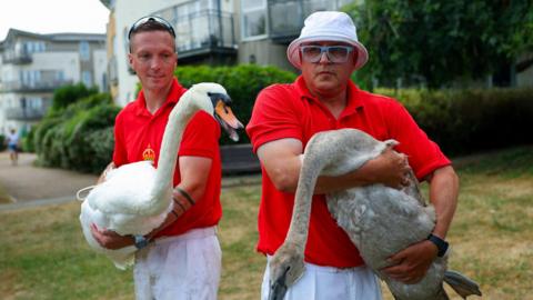 Two men dressed in red shirts and white trousers, one holding a swan and one holding a cygnet. There's greenery and residential buildings behind them.