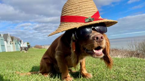 A golden cocker spaniel dog with a hat and glasses on on the Suffolk coastline. Some beach huts can be seen on the left hand side.