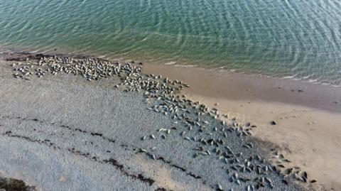 Drone shot of dozens of seals on the beach. The sea is lapping at the beach which is sandy to the right and more grey shingle to the left.