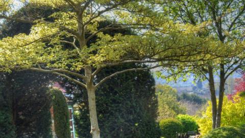 A large tree with leaves, inside a garden