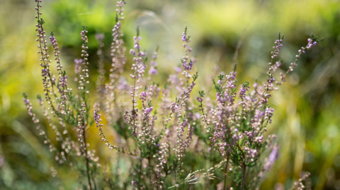 Purple heather is in focus with the green grass background blurred.