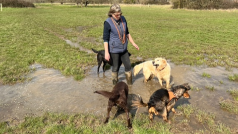 Sarah Stanford in a waterlogged field walking with four dogs.