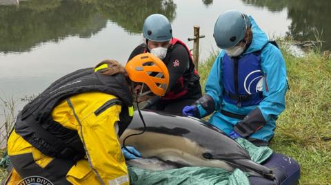 A dolphin on an inflatable. The grass is green. There is one person in front of the dolphin, wearing a yellow coat and a lifejacket and a orange helmet. There are two people behind the dolphin. The person on the left is wearing black clothing and a lifejacket and blue helmet. The person on the right is wearing blue clothing and a lifejacket and a blue helmet. All three of them are wearing white masks. The water behind them is clear. 