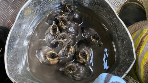 Ten ducklings in a bucket full of water