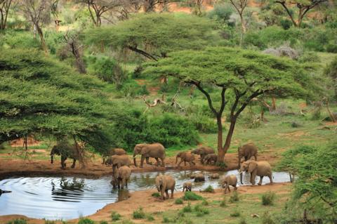 Elephant herd at waterhole, Samburu, Kenya.
