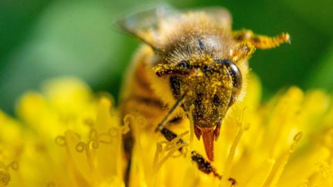 A close-up of a bee's head as it sits inside a flower. It is covered in yellow pollen. It has large black eyes and an orange proboscis.