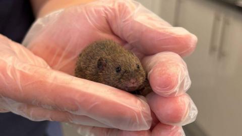A close up image showing the baby mole held between the palms of a wildlife rescue worker, who is wearing clear latex gloves. 