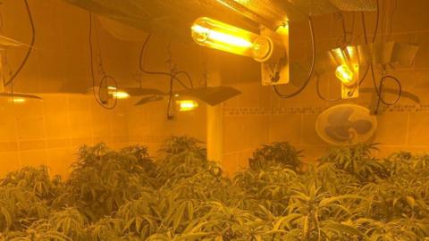 Cannabis plants growing in an orange room with grow lamps and fans.