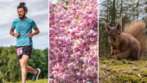 A three-image composite of a runner dressed in sports clothing, pink cherry blossoms and a red squirrel looking at the camera.