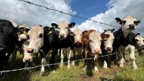 A large group of black and white cows stands close to a barbed wire fence on the edge of a field near Bath in Somerset. Many of them have brightly-coloured ear tags