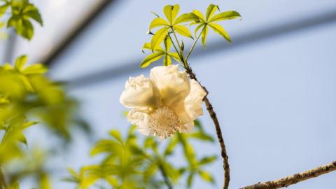 A creamy white flower with large petals surround a central stamen. There a several palm shaped leaves above in on the branch.
The flower looks a little like a wild rose.