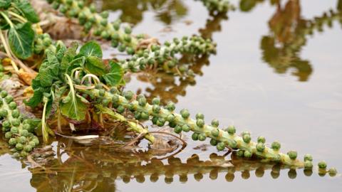 Tesco is accepting smaller vegetables from flood-hit farmers in Lincolnshire 