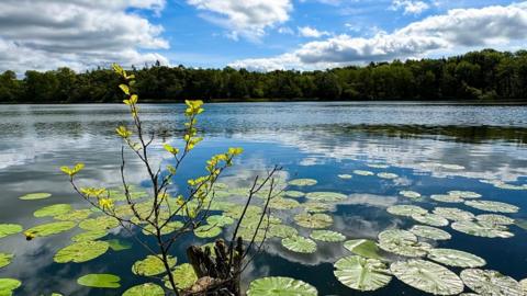 Water lily pads on the surface of a  pond with trees behind and blue, cloudy skies above